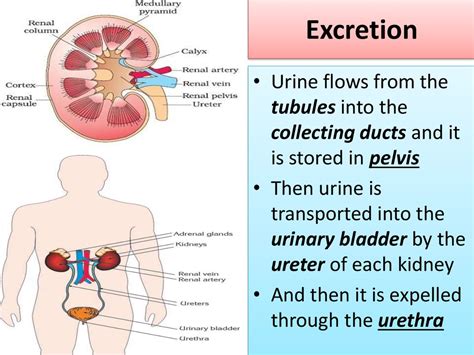 The Significance of Various Colors of Excretions in One's Dream World