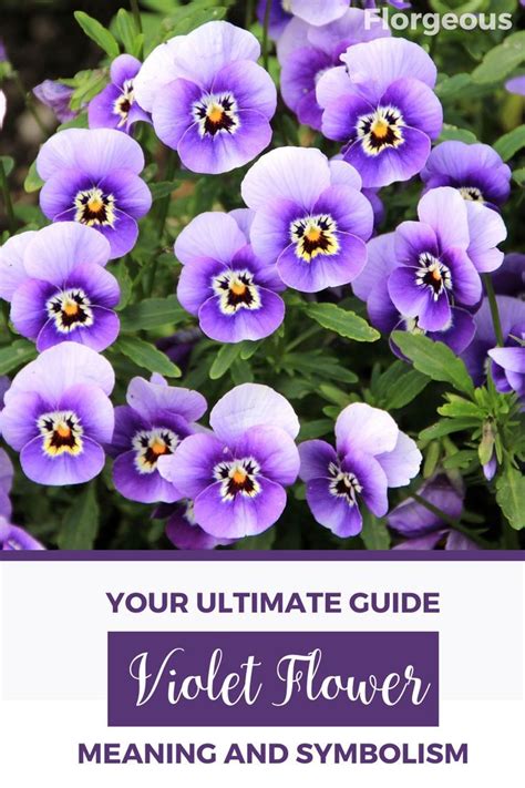 The Significance of Violets in Different Cultures