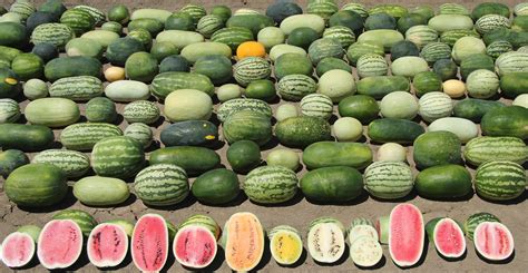 The Significance of Watermelons in Different Cultures