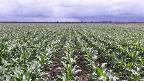 The Significance of Weed Management in Maize Fields