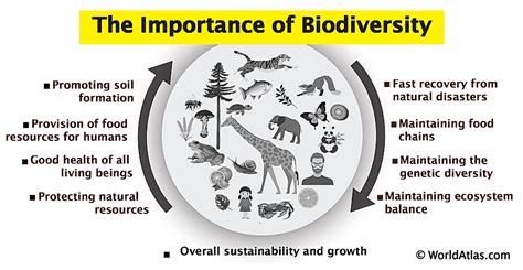 The Significance of White Gum in Maintaining Ecological Equilibrium and Enhancing Biodiversity