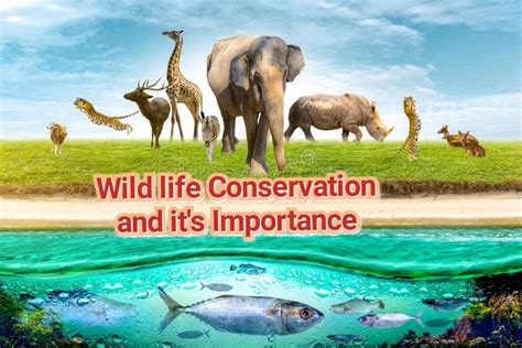 The Significance of Wildlife Conservation