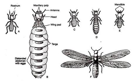 The Significance of Winged Termites in Various Cultures