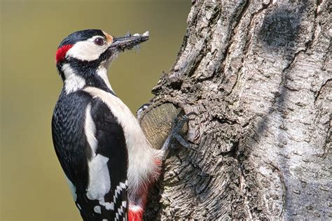 The Significance of Woodpeckers in Dreams