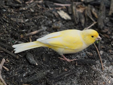 The Significance of Yellow Canaries in Cultural and Folklore Symbolism