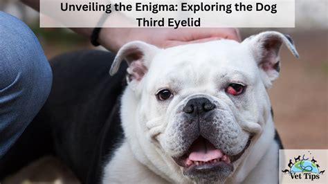 The Significance of a Magnificent Ivory Canine: Unveiling the Enigma