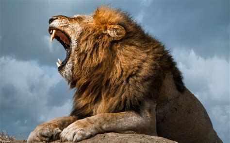 The Significance of a Mighty Roaring Lion