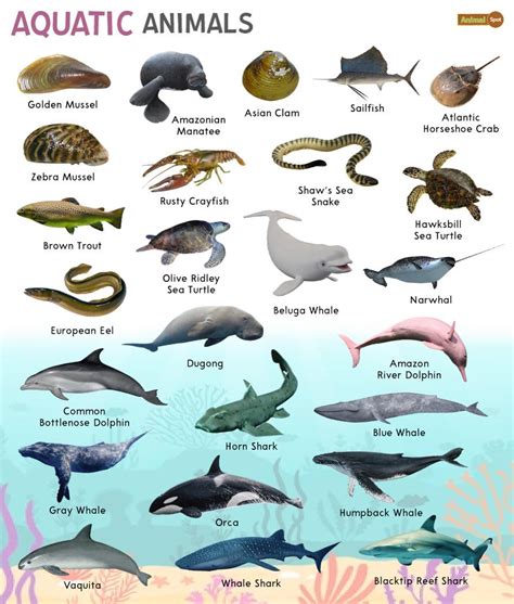 The Significance of a Plethora of Tiny Aquatic Creatures