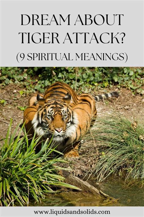 The Significance of a Tiger's Aggressive Behavior in Dreams