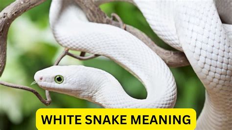 The Significance of a White Serpent