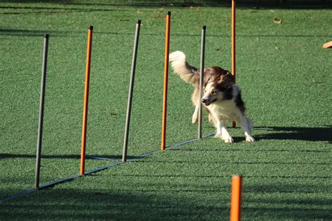 The Significance of the Leash: Unraveling the Emotions and Desires Associated with Canine Strolls in Oneiric Realms