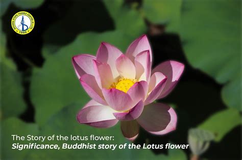 The Significance of the Lotus Flower in Various Cultures