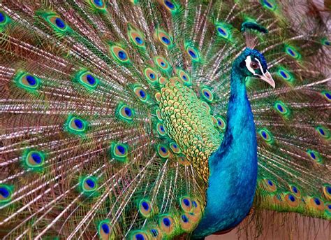 The Significance of the Peacock: A Deeper Understanding