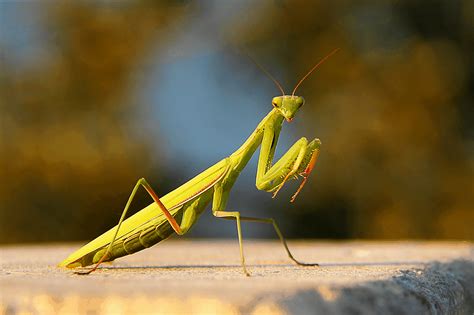 The Significance of the Praying Mantis