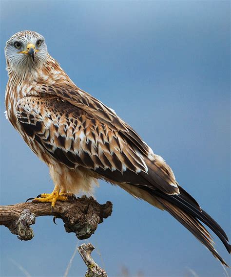 The Significance of the Red Kite Bird in Various Cultures