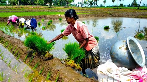 The Significance of the Rice Paddy