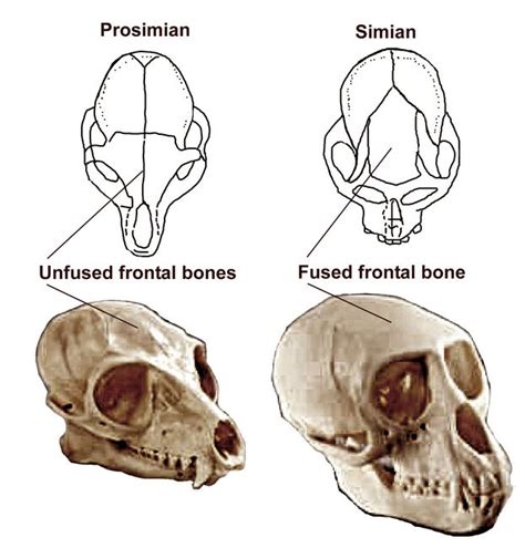 The Significance of the Simian Cranium in Literary and Artistic Works