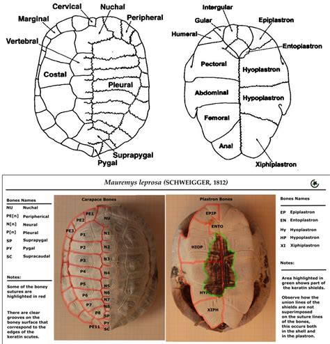 The Significance of the Tortoise's carapace