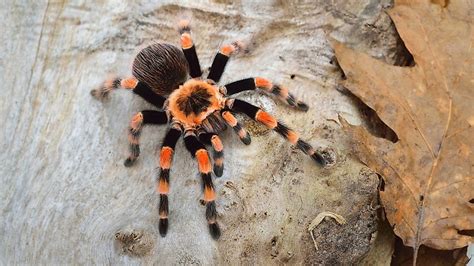 The Significance of the Violet Arachnid in Dreamscapes