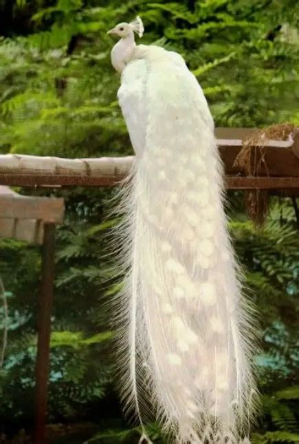 The Significance of the White Peacock in Various Cultures