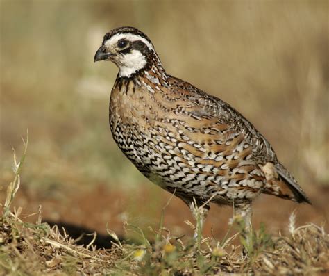 The Significance of the White Quail in Various Cultures