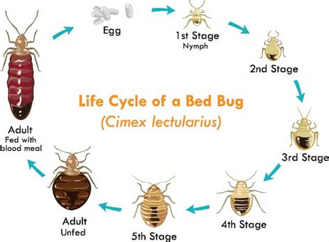 The Silent Invaders: Understanding the Bed Bug Problem