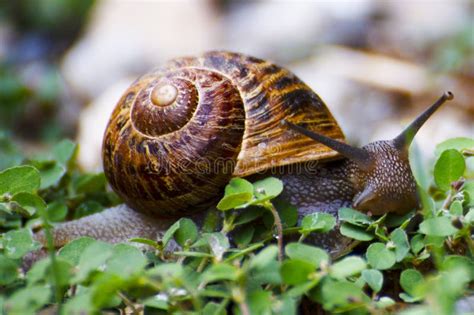 The Snail's Journey: Reflecting on Life's Slow and Steady Progress