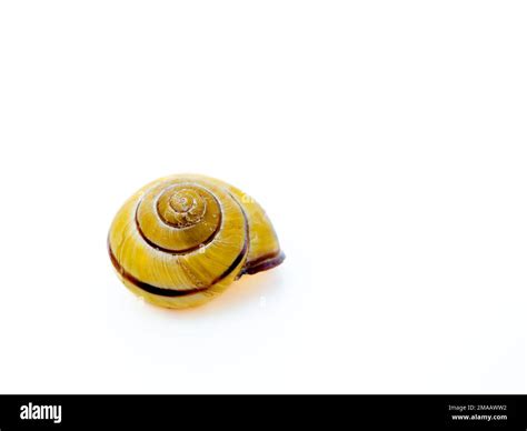 The Snail's Shell: A Symbol of Protection and a Sentient Being's Abode