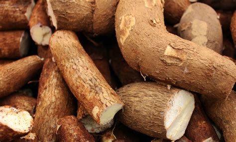 The Soaring Popularity of Cassava: Unveiling the Nutritional Powerhouse