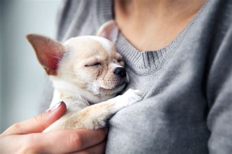 The Soaring Popularity of Chihuahuas as Supportive Companions