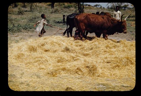 The Soothing Effects of Treading on Gentle Grains