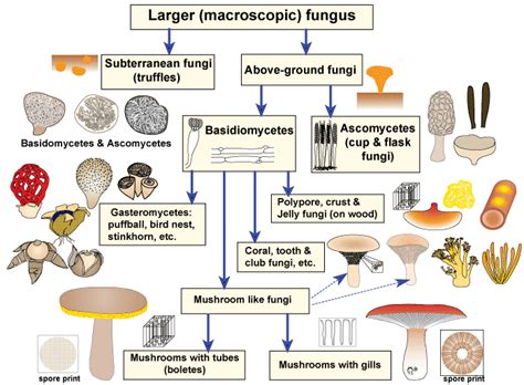 The Spectacular Realm of Fungal Variety