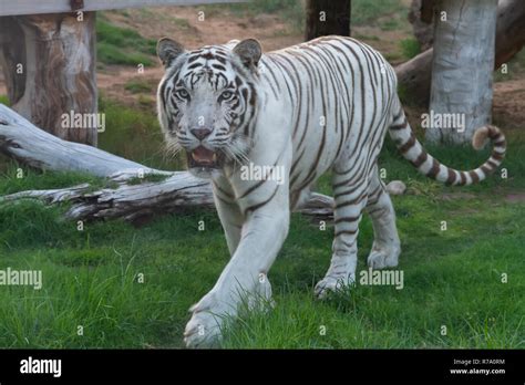 The Spectacular White Tiger: A Sight to Behold