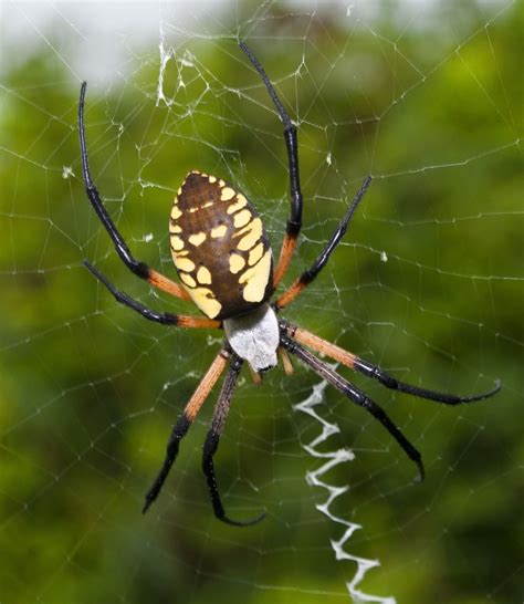 The Spider's Cunning: Symbol of Intelligence and Resourcefulness