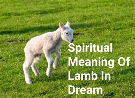 The Spiritual Significance of Lamb Dreams