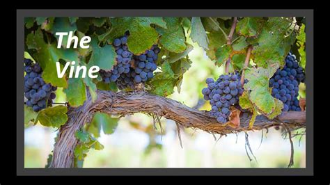 The Spiritual Significance of Vines: A Mystical Perspective