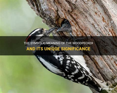 The Spiritual Significance of Woodpeckers in Different Cultures