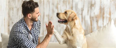 The Spiritual Significance of a White Canine Companion in Dreams