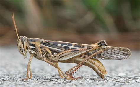 The Spiritual Significance of the Pale Green Locust in Indigenous Native American Beliefs