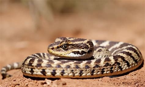 The Spiritual Significance of the Puff Adder