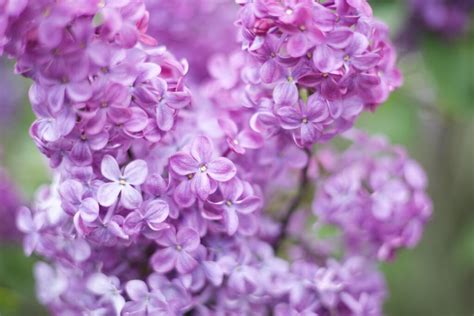 The Spiritual and Emotional Benefits of Fragrant Blossoms