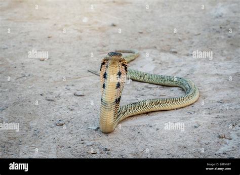 The Spitting Cobra: A Master of Self-Defense