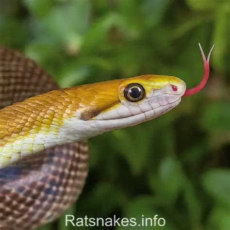 The Status of Tree Snakes: Examining Conservation Concerns and Potential Threats