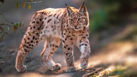 The Stealthy Hunting Tactics of Lynx: Masters of Camouflage and Precision