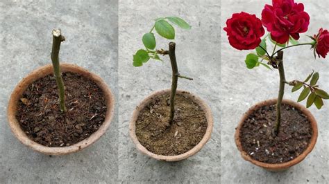 The Story and Origins of Growing Roses