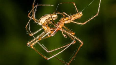 The Strange and Savage Mating Rituals of Spiders