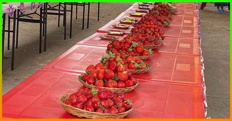 The Strawberry Festival: Celebrating the Sweetest Fruit