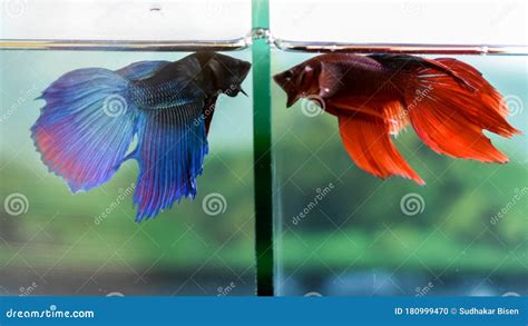 The Strength Within: Exploring the Intriguing Dynamics of Siamese Fighting Fish Behavior