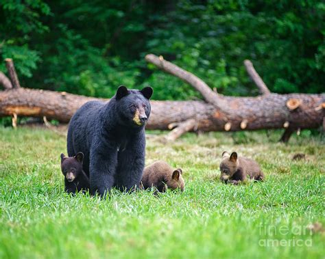 The Strength and Shelter of a Protective Mother Bear in the Realm of Dream Analysis