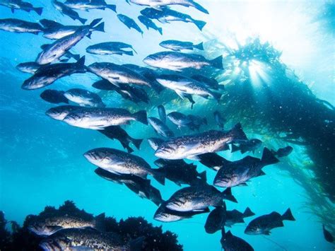 The Strength of Collective Vision: Flocking Patterns in Fish